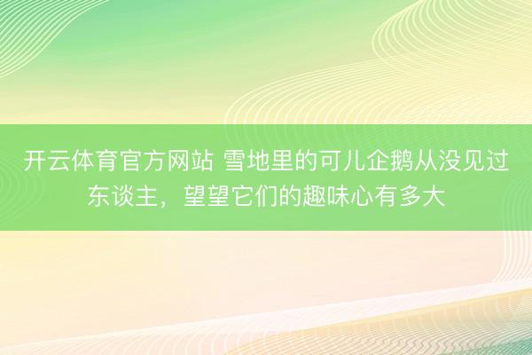 开云体育官方网站 雪地里的可儿企鹅从没见过东谈主，望望它们的趣味心有多大