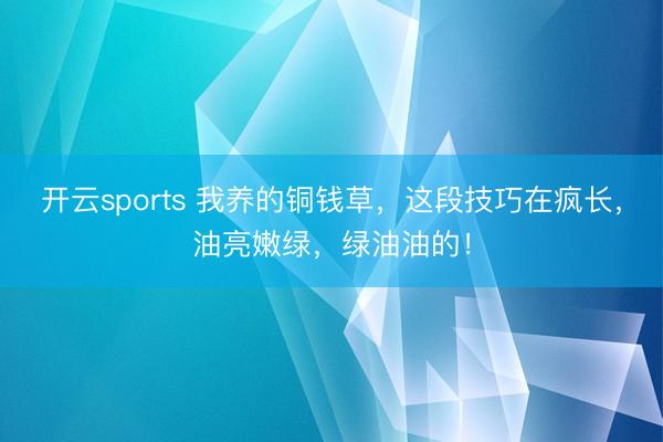 开云sports 我养的铜钱草，这段技巧在疯长，油亮嫩绿，绿油油的！